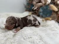 Hermione, a female Dachshund for sale in Stoutland, MO – 2 of 5