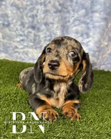 Pez, a male Miniature Dachshund for sale in Stoutland, MO – 4 of 7