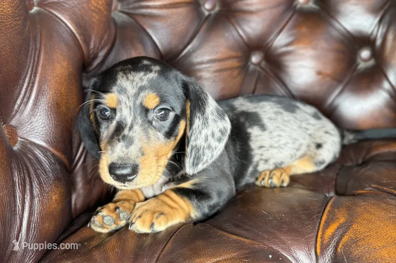 Vin – Miniature Dachshund puppy for sale in Stoutland, MO