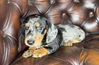Vin, a male Miniature Dachshund for sale in Stoutland, MO – 1 of 7