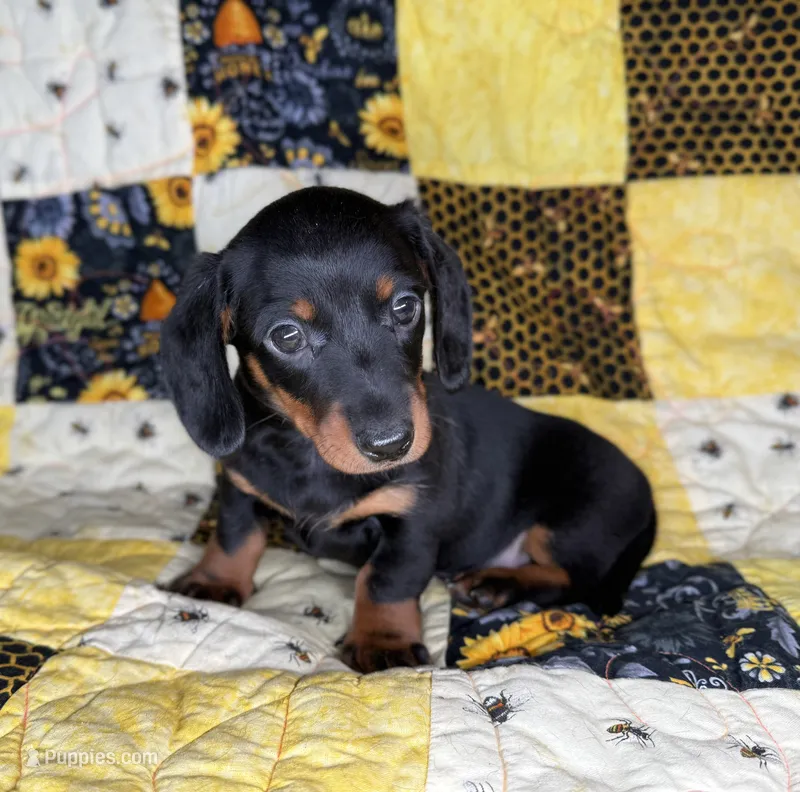 Astro – Miniature Dachshund puppy for sale in Stoutland, MO