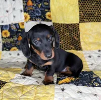 Astro, a male Miniature Dachshund for sale in Stoutland, MO – 1 of 6