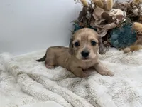 Belle, a female Miniature Dachshund for sale in Stoutland, MO – 3 of 7