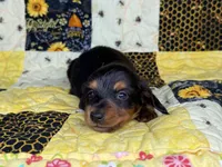 Littlefoot, a male Miniature Dachshund for sale in Stoutland, MO – 4 of 7