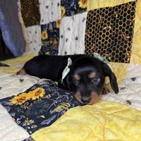 Dolly, a female Miniature Dachshund for sale in Stoutland, MO – 5 of 10
