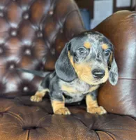 Vin, a male Miniature Dachshund for sale in Stoutland, MO – 2 of 7