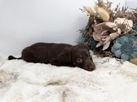 Luna, a female Dachshund for sale in Stoutland, MO – 6 of 7