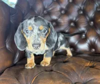 Shelby , a female Miniature Dachshund for sale in Stoutland, MO – 2 of 7