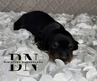 Dolly, a female Miniature Dachshund for sale in Stoutland, MO – 4 of 6