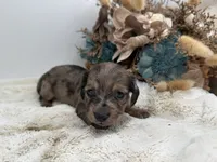Jasmine, a female Dachshund for sale in Stoutland, MO – 3 of 6
