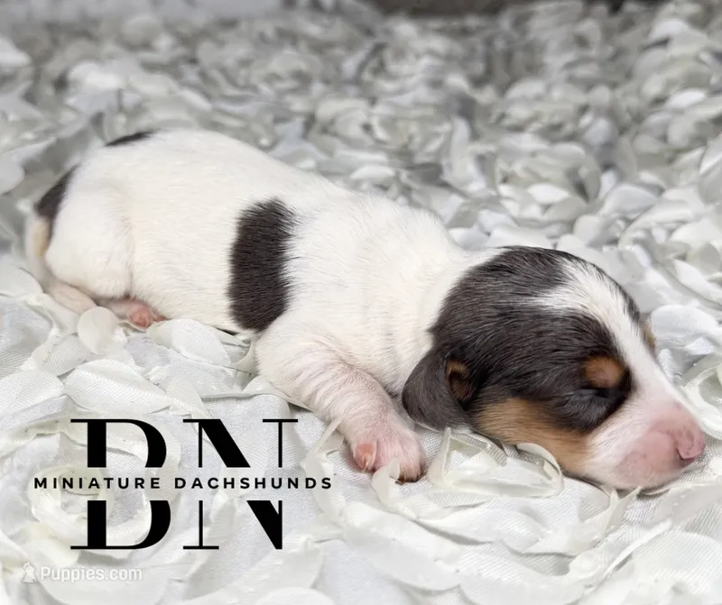 Ducky – Miniature Dachshund puppy for sale in Stoutland, MO