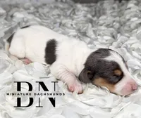 Ducky, a female Miniature Dachshund for sale in Stoutland, MO – 1 of 4
