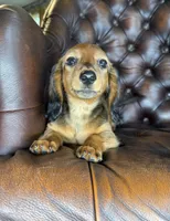 Ivy, a female Dachshund for sale in Stoutland, MO – 7 of 10