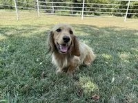 Chip, a male Miniature Dachshund for sale in Stoutland, MO – 4 of 8