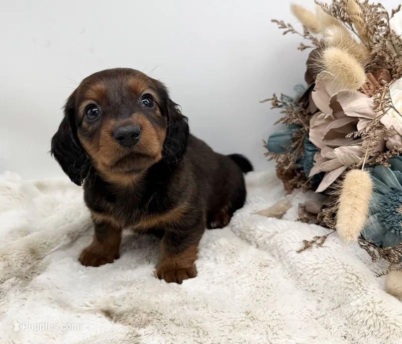 Ranger – Dachshund puppy for sale in Stoutland, MO