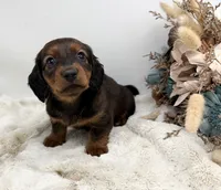 Ranger, a male Dachshund for sale in Stoutland, MO – 1 of 6