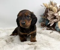 Ranger, a male Dachshund for sale in Stoutland, MO – 5 of 6