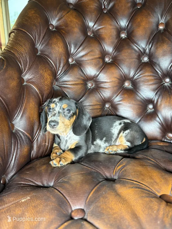 Shelby  – Miniature Dachshund puppy for sale in Stoutland, MO