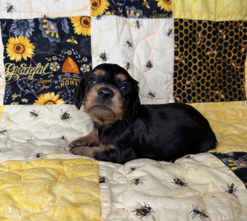Waylon – Miniature Dachshund puppy for sale in Stoutland, MO