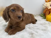 Rhett, a male Miniature Dachshund for sale in Stoutland, MO – 6 of 10