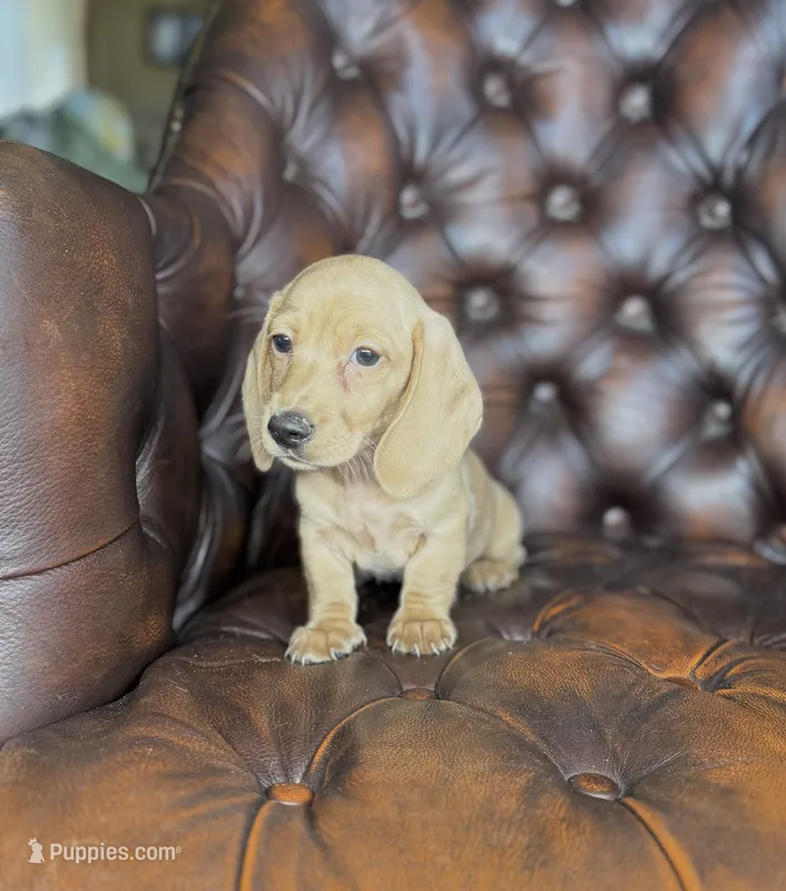 Goldie – Dachshund puppy for sale in Stoutland, MO