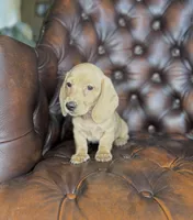 Goldie, a female Dachshund for sale in Stoutland, MO – 1 of 3
