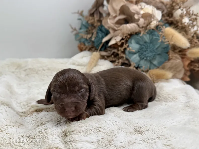 Luna – Dachshund puppy for sale in Stoutland, MO