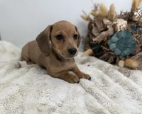 Peaches, a female Miniature Dachshund for sale in Stoutland, MO – 5 of 7