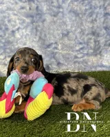 Pez, a male Miniature Dachshund for sale in Stoutland, MO – 2 of 7