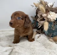 Rhett, a male Dachshund for sale in Stoutland, MO – 3 of 4