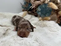 Harry, a male Dachshund for sale in Stoutland, MO – 4 of 4
