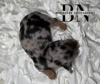 Merle, a male Miniature Dachshund for sale in Stoutland, MO – 2 of 6