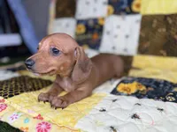 Copper, a male Miniature Dachshund for sale in Stoutland, MO – 7 of 9
