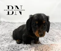 Valentine, a female Miniature Dachshund for sale in Stoutland, MO – Photo 3 of 6