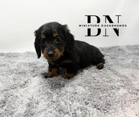 Valentine, a female Miniature Dachshund for sale in Stoutland, MO – Photo 4 of 6
