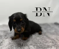 Valentine, a female Miniature Dachshund for sale in Stoutland, MO – Photo 2 of 6
