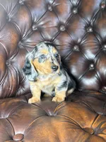 Merle, a male Miniature Dachshund for sale in Stoutland, MO – 8 of 8