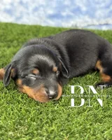 Carina, a female Miniature Dachshund for sale in Stoutland, MO – 3 of 6