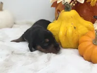 Lydia, a female Miniature Dachshund for sale in Stoutland, MO – 5 of 5