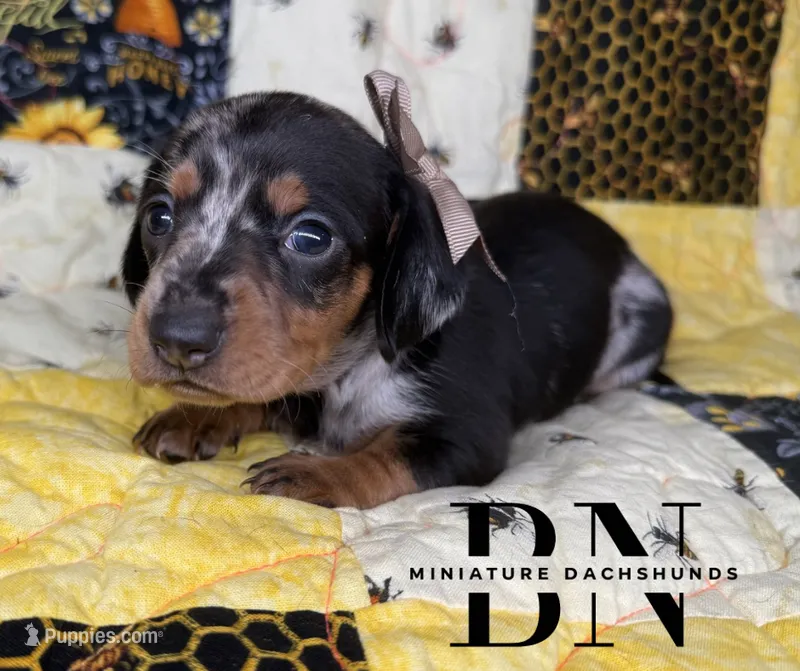 Shelby  – Miniature Dachshund puppy for sale in Stoutland, MO