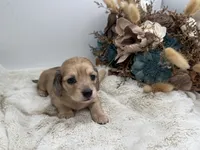 Belle, a female Miniature Dachshund for sale in Stoutland, MO – 2 of 7