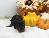 Lydia, a female Miniature Dachshund for sale in Stoutland, MO – 4 of 5