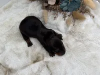 Ranger, a male Dachshund for sale in Stoutland, MO – 4 of 4