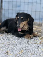 Merle, a male Miniature Dachshund for sale in Stoutland, MO – 6 of 6
