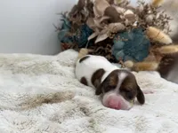 Ruby , a female Dachshund for sale in Stoutland, MO – 2 of 5
