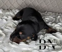 Bentley, a male Miniature Dachshund for sale in Stoutland, MO – 3 of 3
