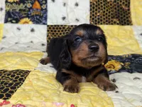 Littlefoot, a male Miniature Dachshund for sale in Stoutland, MO – 7 of 7