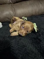 Scarlett, a female Miniature Dachshund for sale in Stoutland, MO – 2 of 4