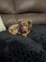 Scarlett, a female Miniature Dachshund for sale in Stoutland, MO – 4 of 4