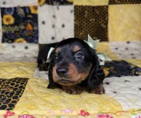Dolly, a female Miniature Dachshund for sale in Stoutland, MO – 2 of 10